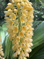Calanthe formosana