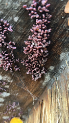 Ascocoryne sarcoides