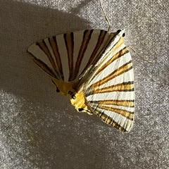 Pityeja histrionaria