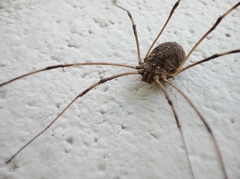 Phalangioidea