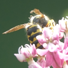 Dolichovespula arenaria