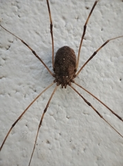 Phalangioidea