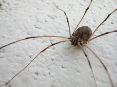 Phalangioidea