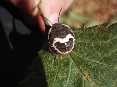 Poecilocoris lewisi