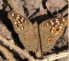 Junonia lemonias