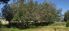 Populus