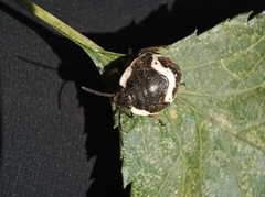 Poecilocoris lewisi