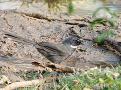 Rhipidura albicollis