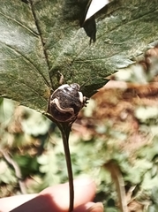 Poecilocoris lewisi