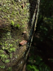 Cerrena zonata