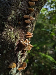 Cerrena zonata