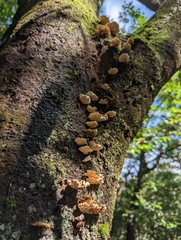 Cerrena zonata