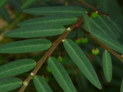 Phyllanthus virgatus