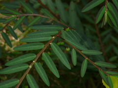Phyllanthus virgatus