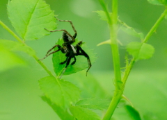 Schizocosa crassipes