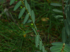 Phyllanthus virgatus
