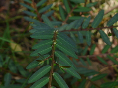 Phyllanthus virgatus