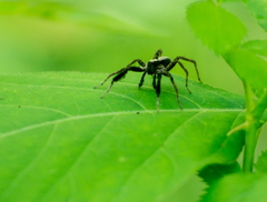 Schizocosa crassipes