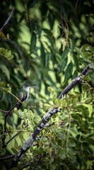 Elliotomyia chionogaster