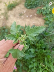 Malva punctata