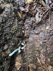 Stemonitopsis typhina