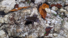 Chiasmocleis albopunctata