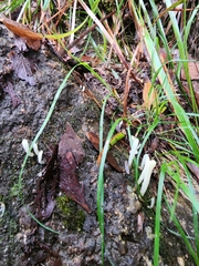 Stemonitopsis typhina