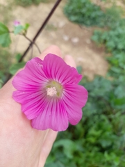 Malva punctata