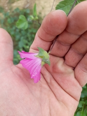 Malva punctata