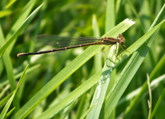 Argia apicalis