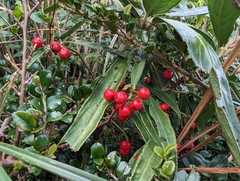 Ardisia crispa