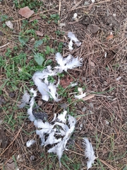 Streptopelia decaocto