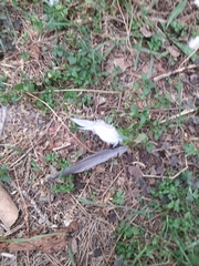 Streptopelia decaocto