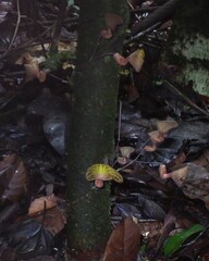 Aristolochia wankeana