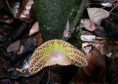 Aristolochia wankeana