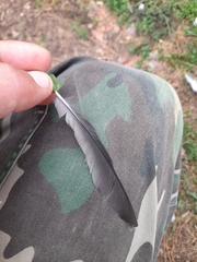 Streptopelia decaocto