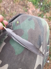 Streptopelia decaocto