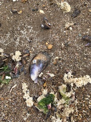 Mytilus platensis