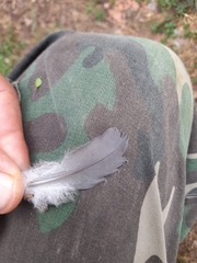 Streptopelia decaocto