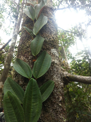 Gravesia laxiflora image