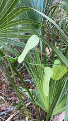 Smilax auriculata