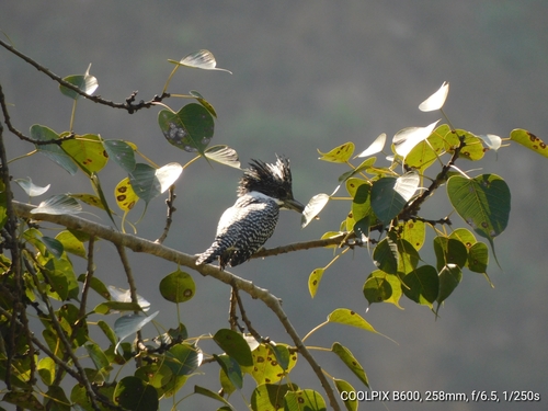 Crested Kingfisher (Megaceryle lugubris)