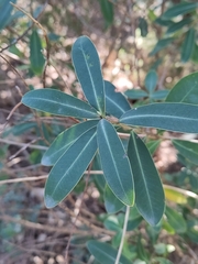 Bupleurum fruticosum