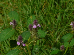Rostellularia procumbens