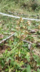 Alpinae