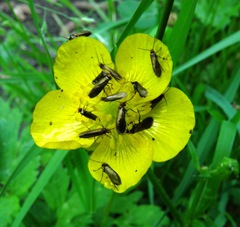 Micropterix calthella