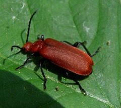 Pyrochroa serraticornis