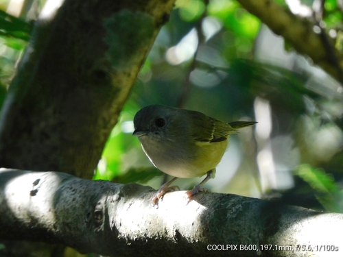 Green Shrike-babbler (Pteruthius xanthochlorus), photo 8