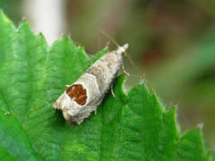 Notocelia uddmanniana