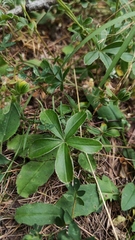 Alpinae
